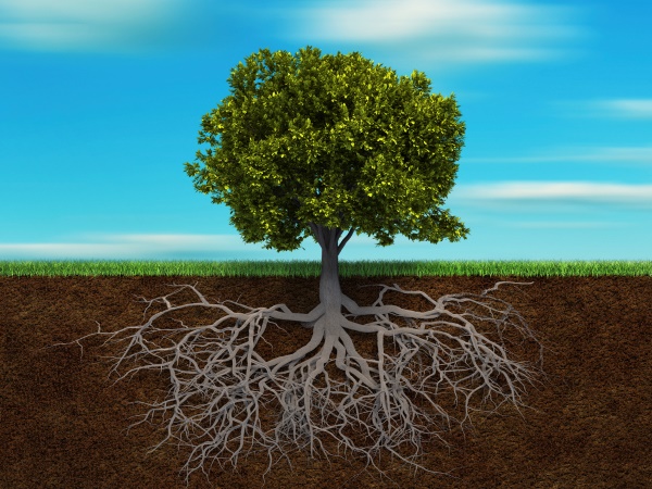 6 Urgent Signs Your Property Needs Emergency Tree Care