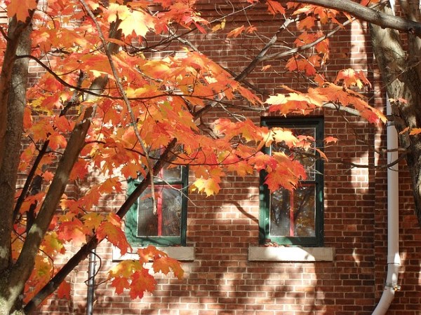 How Trees Can Impact Your Energy Bills