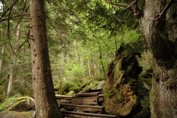 5 Key Warning Signs It’s Time to Professionally Remove a Tree