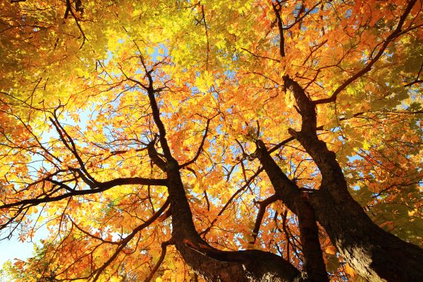 What to Expect During a Professional Tree Service Visit