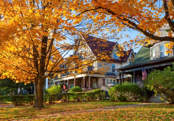 Citrus Heights Tree Service